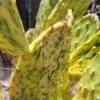 Opuntia (Sunburst) Variegata 6 - 8 In Pad (some Rooted) -Cheap Plantly Store 1686512329 1