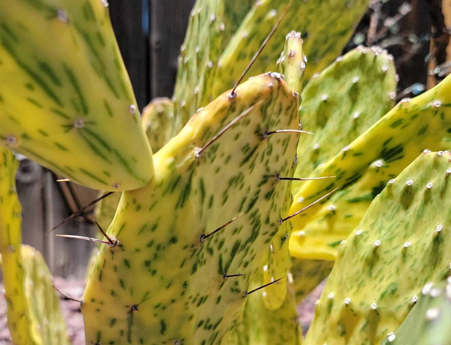 Opuntia (Sunburst) Variegata 6 - 8 In Pad (some Rooted) 3 Opuntia (Sunburst) Variegata 6 - 8 In Pad (some Rooted)