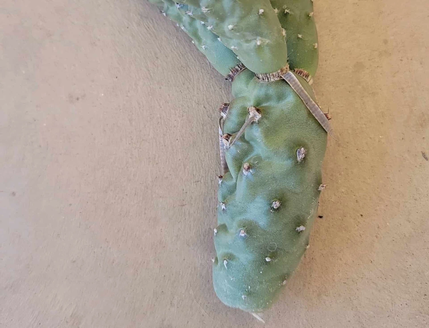 Tephrocactus Articulatus Paper Spine Cactus 6" Cutting 3 Tephrocactus Articulatus Paper Spine Cactus 6" Cutting