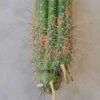 Golden Torch 7" Rooted Cutting Trichocereus Spachiana 1 Golden Torch 7" Rooted Cutting Trichocereus Spachiana -Cheap Plantly Store 1686514772 1