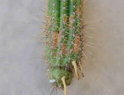 Golden Torch 7" Rooted Cutting Trichocereus Spachiana