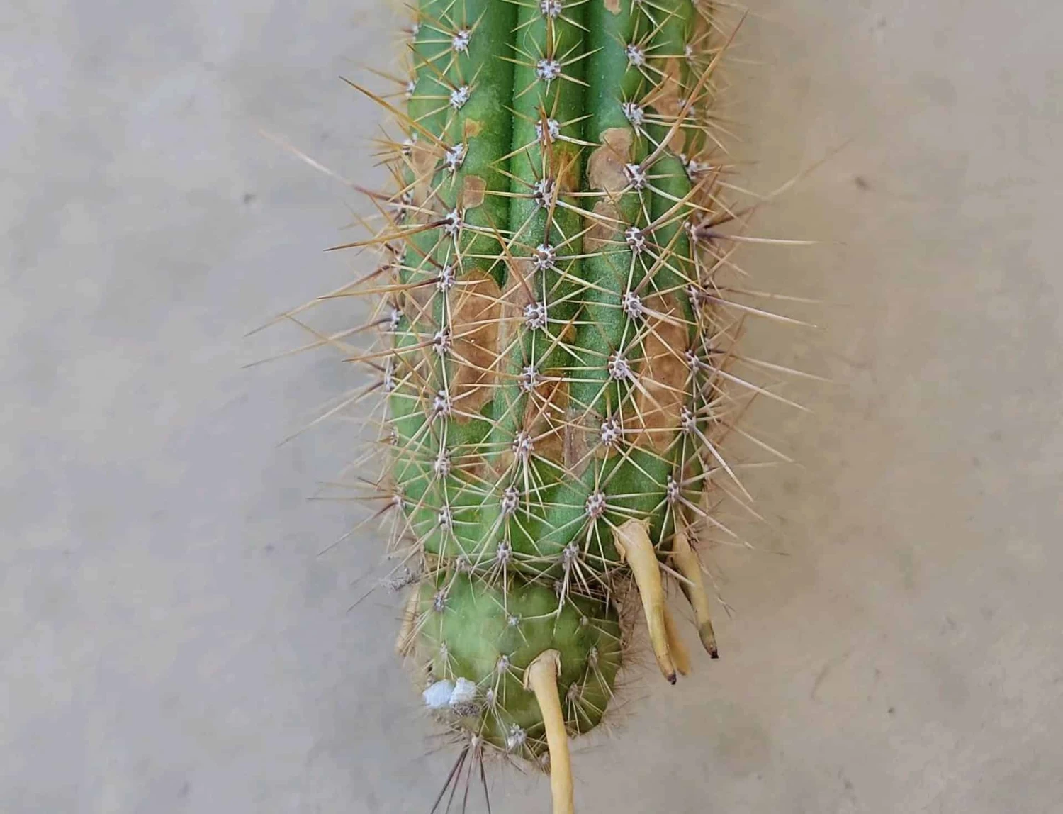 Golden Torch 7" Rooted Cutting Trichocereus Spachiana 3 Golden Torch 7" Rooted Cutting Trichocereus Spachiana