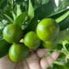 Calamondin 2-3ft Tall Get Fruit Soon -Cheap Plantly Store 1693883950 1