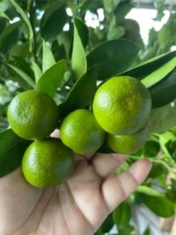 Calamondin 2-3ft Tall Get Fruit Soon