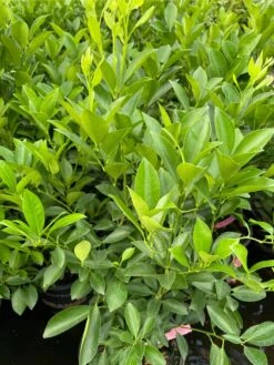 Calamondin 2-3ft Tall Get Fruit Soon -Cheap Plantly Store 1693883950 4