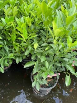 Calamondin 2-3ft Tall Get Fruit Soon -Cheap Plantly Store 1693883950 5