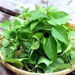 La Giang Sour Leaves Plant- Shipping With Pot