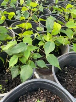 La Giang Sour Leaves Plant- Shipping With Pot -Cheap Plantly Store 1693884900 3