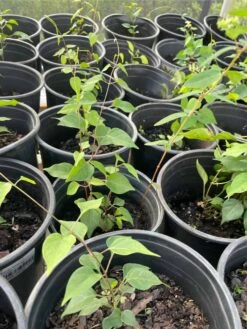 La Giang Sour Leaves Plant- Shipping With Pot -Cheap Plantly Store 1693884900 4