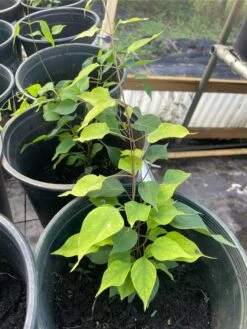 La Giang Sour Leaves Plant- Shipping With Pot -Cheap Plantly Store 1693884900 5