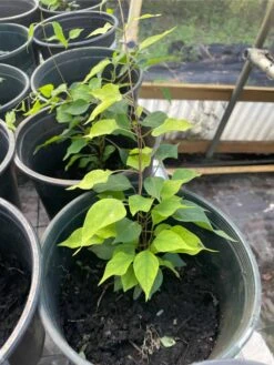 La Giang Sour Leaves Plant- Shipping With Pot -Cheap Plantly Store 1693884901 6