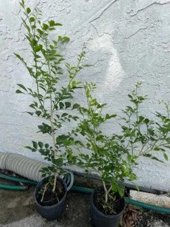 Orange Jasmine Tree 3-4ft Tall -Cheap Plantly Store 1693885212 2