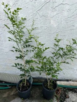 Orange Jasmine Tree 3-4ft Tall -Cheap Plantly Store 1693885212 3