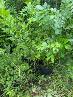 Orange Jasmine Tree 3-4ft Tall -Cheap Plantly Store 1693885212 5
