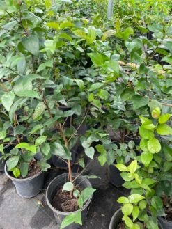 Surinam Cherry Tree -Cheap Plantly Store 1693885619 3