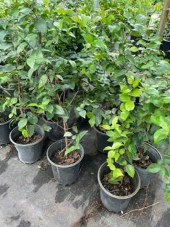 Surinam Cherry Tree -Cheap Plantly Store 1693885620 4