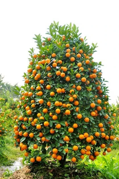 Calamondin 5-6ft Tall 8 Calamondin 5-6ft Tall -Cheap Plantly Store 1693886063 1