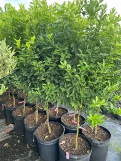 Cheap Plantly Store -Cheap Plantly Store 1693886063 2