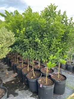 Calamondin 5-6ft Tall -Cheap Plantly Store 1693886063 3