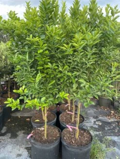 Calamondin 5-6ft Tall -Cheap Plantly Store 1693886063 4
