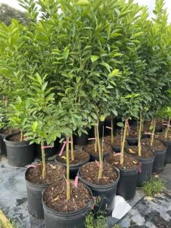 Calamondin 5-6ft Tall -Cheap Plantly Store 1693886064 5