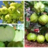 Queen Guava- Oi Nu Hoang Airlayer Tree 2 Queen Guava- Oi Nu Hoang Airlayer Tree -Cheap Plantly Store 1693886679 1