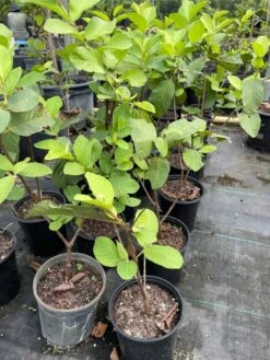 Queen Guava- Oi Nu Hoang Airlayer Tree -Cheap Plantly Store 1693886714 2