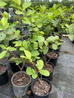 Queen Guava- Oi Nu Hoang Airlayer Tree -Cheap Plantly Store 1693886714 3