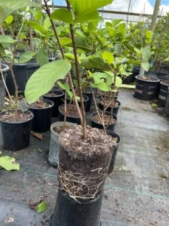 Queen Guava- Oi Nu Hoang Airlayer Tree -Cheap Plantly Store 1693886714 4