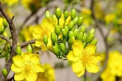 Mai Vang Flower Tree - Bonsai Tree