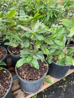 Mai Vang Flower Tree - Bonsai Tree -Cheap Plantly Store 1693887123 3