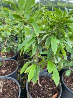 Mai Vang Flower Tree - Bonsai Tree -Cheap Plantly Store 1693887123 4