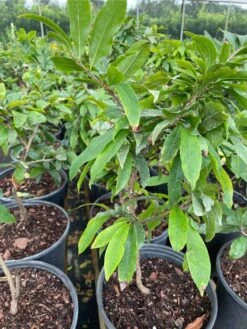 Mai Vang Flower Tree - Bonsai Tree -Cheap Plantly Store 1693887124 5