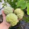 Sugar Apple Tree 4ft Tall -Cheap Plantly Store 1693887901 1