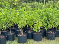 Sugar Apple Tree 4ft Tall -Cheap Plantly Store 1693887901 2