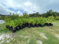 Sugar Apple Tree 4ft Tall -Cheap Plantly Store 1693887901 3