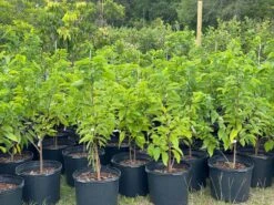 Sugar Apple Tree 4ft Tall -Cheap Plantly Store 1693887901 4