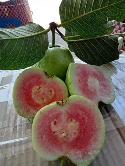 Taiwanese Ruby Guava- Airlayer Tree 7 Gallon 3 Taiwanese Ruby Guava- Airlayer Tree 7 Gallon