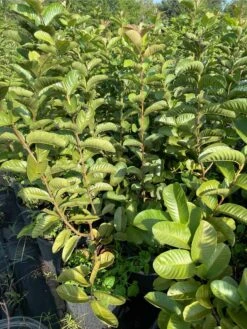 Taiwanese Ruby Guava- Airlayer Tree 7 Gallon 8 Taiwanese Ruby Guava- Airlayer Tree 7 Gallon -Cheap Plantly Store 1693888251 3