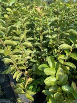 Taiwanese Ruby Guava- Airlayer Tree 7 Gallon 9 Taiwanese Ruby Guava- Airlayer Tree 7 Gallon -Cheap Plantly Store 1693888252 4