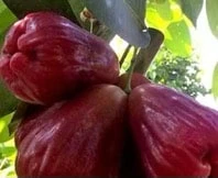 Man Hong Soc Trang - Taiwaness Giant Wax Apple