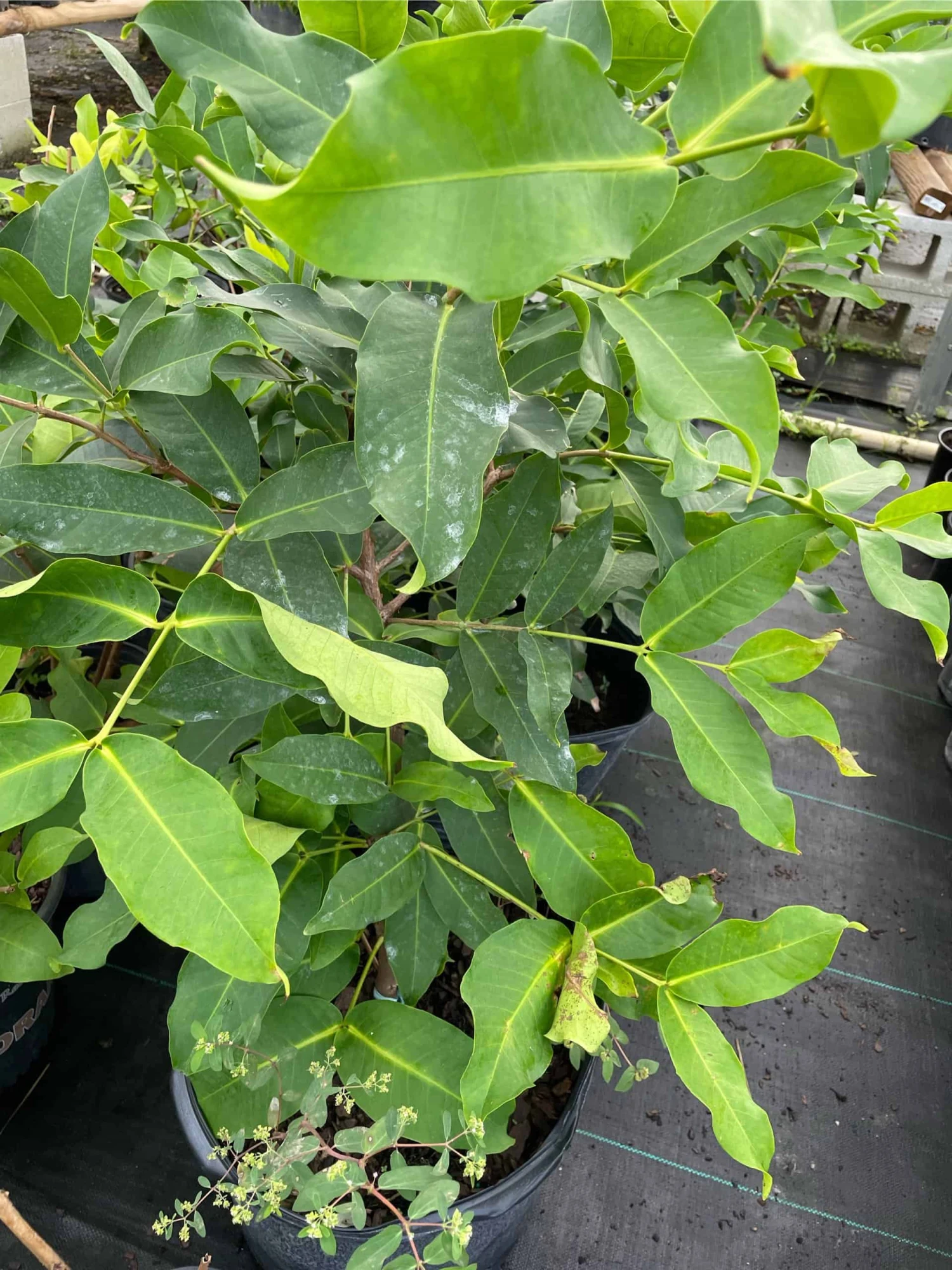 Man Hong Soc Trang - Taiwaness Giant Wax Apple 4 Man Hong Soc Trang - Taiwaness Giant Wax Apple - Image 2