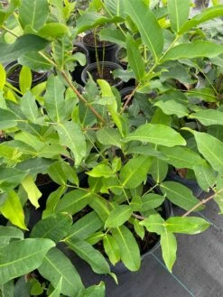 Man Hong Soc Trang - Taiwaness Giant Wax Apple 9 Man Hong Soc Trang - Taiwaness Giant Wax Apple -Cheap Plantly Store 1693888653 3