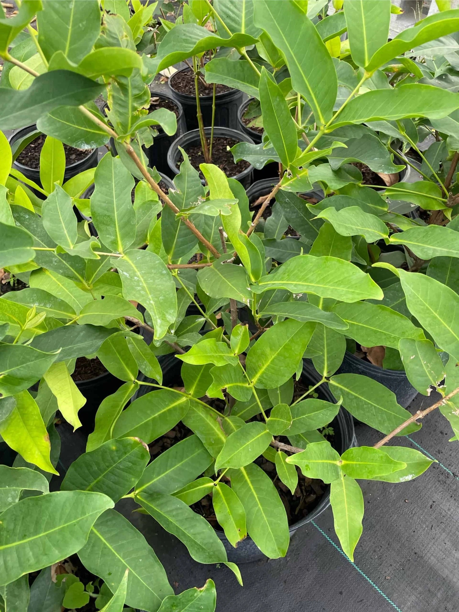 Man Hong Soc Trang - Taiwaness Giant Wax Apple 5 Man Hong Soc Trang - Taiwaness Giant Wax Apple - Image 3