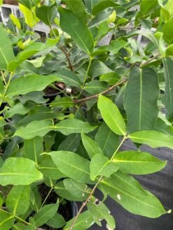 Man Hong Soc Trang - Taiwaness Giant Wax Apple 10 Man Hong Soc Trang - Taiwaness Giant Wax Apple -Cheap Plantly Store 1693888653 4