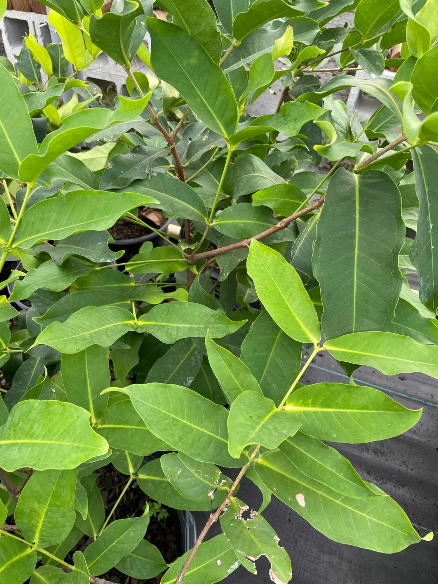 Man Hong Soc Trang - Taiwaness Giant Wax Apple 6 Man Hong Soc Trang - Taiwaness Giant Wax Apple - Image 4