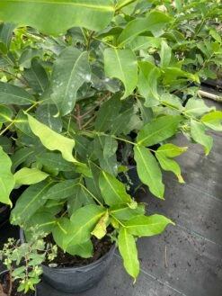 Man Hong Soc Trang - Taiwaness Giant Wax Apple 11 Man Hong Soc Trang - Taiwaness Giant Wax Apple -Cheap Plantly Store 1693888654 5