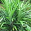 Pandan Leaves Tree - Full Roots- Free Ship -Cheap Plantly Store 1693889439 1