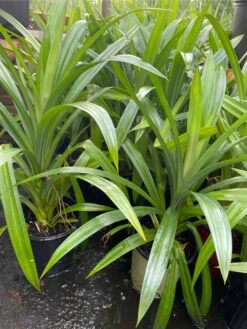 Pandan Leaves Tree - Full Roots- Free Ship -Cheap Plantly Store 1693889440 2