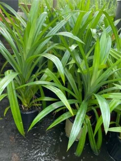 Pandan Leaves Tree - Full Roots- Free Ship -Cheap Plantly Store 1693889440 3